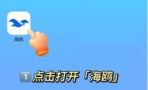 海鸥聊天正版