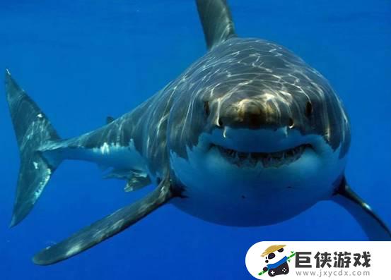 巨大的鲨鱼不是巨齿鲨吗